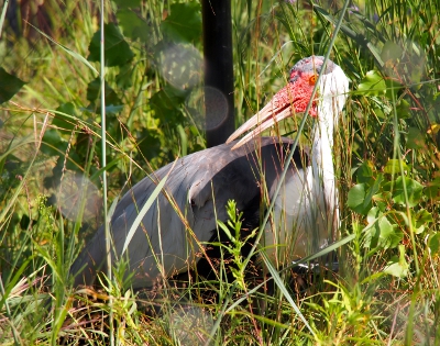 [Crane sitting on the ground. It has a white neck and head except for grey on the top and red bead-like growth on the front of its face and beak. Rest of bird is grey.]